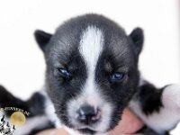 H3