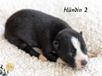 H2
